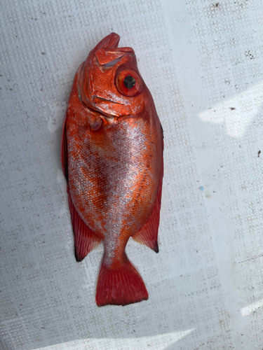 チカメキントキの釣果