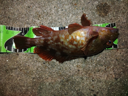 カサゴの釣果