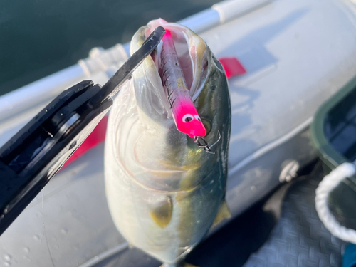 イナダの釣果