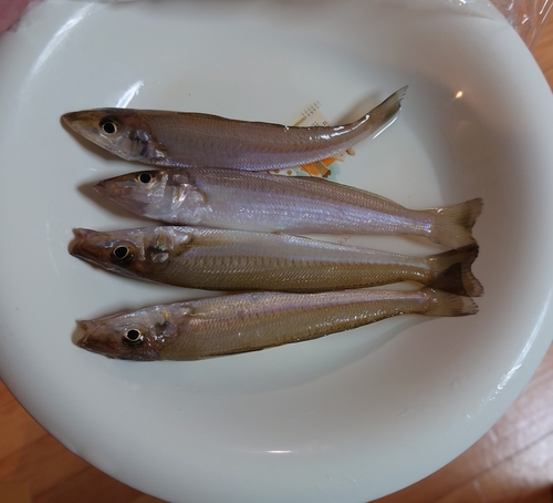 キスの釣果