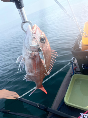 マダイの釣果