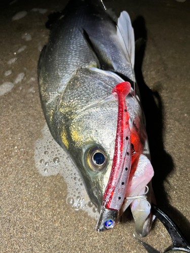 シーバスの釣果