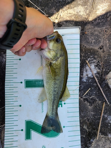 ラージマウスバスの釣果