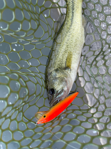 ラージマウスバスの釣果