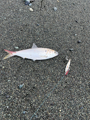 コノシロの釣果