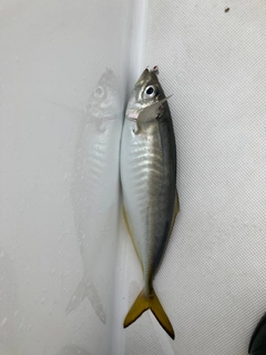 マアジの釣果