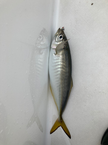 マアジの釣果