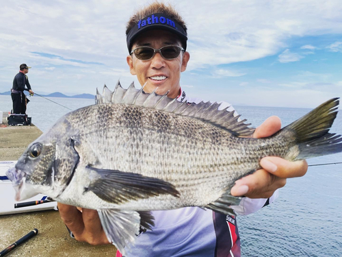 クロダイの釣果