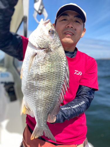 キチヌの釣果