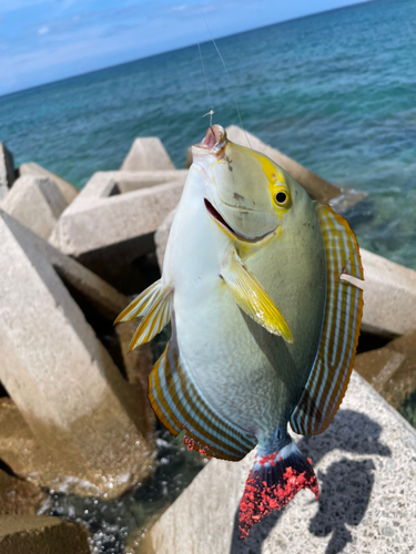 トカジャーの釣果