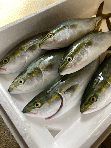 ハマチの釣果