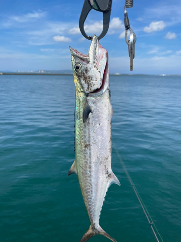 サワラの釣果