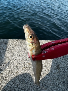 キスの釣果