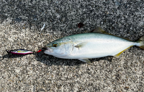 ツバスの釣果