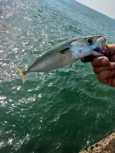 サバの釣果