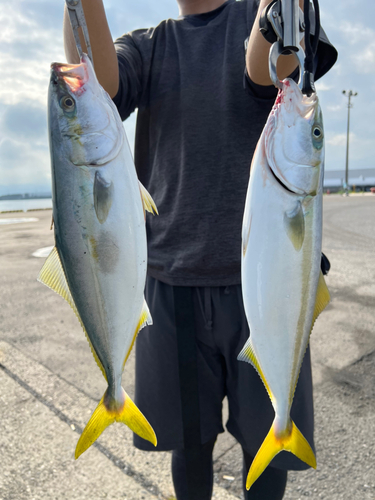 ハマチの釣果