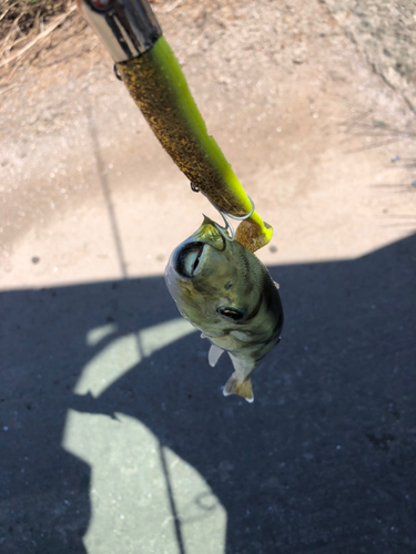 シロサバフグの釣果