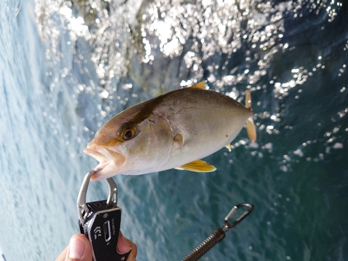 シオの釣果