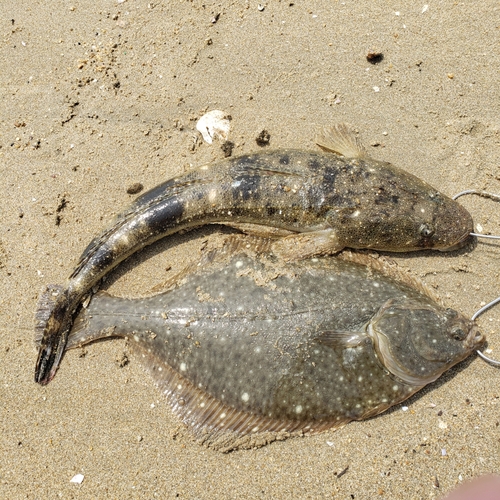 マゴチの釣果