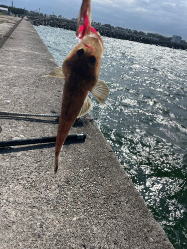 マゴチの釣果