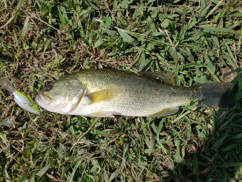 ラージマウスバスの釣果