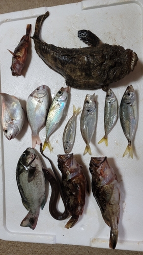 アジの釣果