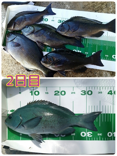 クチブトグレの釣果