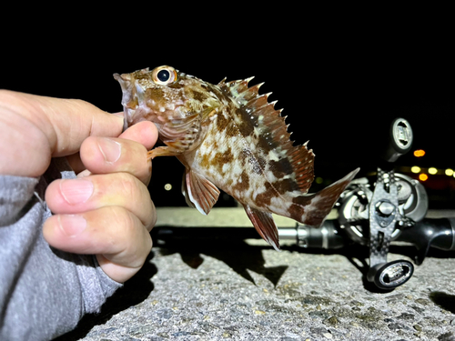 ガシラの釣果