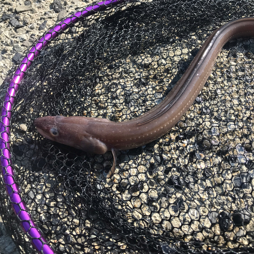 アナゴの釣果