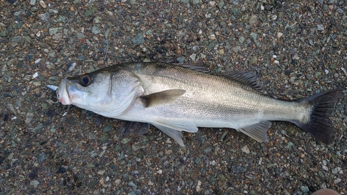 フッコ（マルスズキ）の釣果