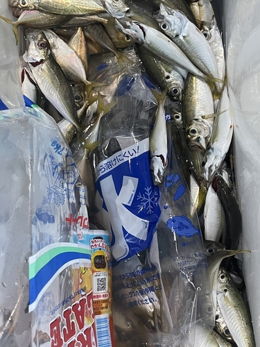 アジの釣果