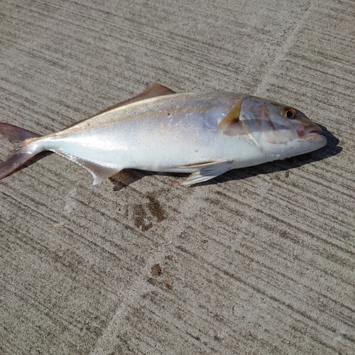 カンパチの釣果