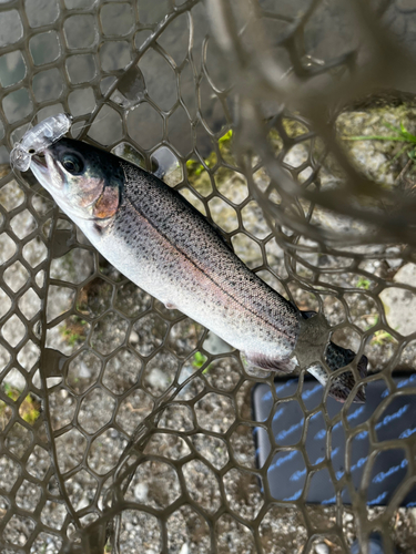 ニジマスの釣果