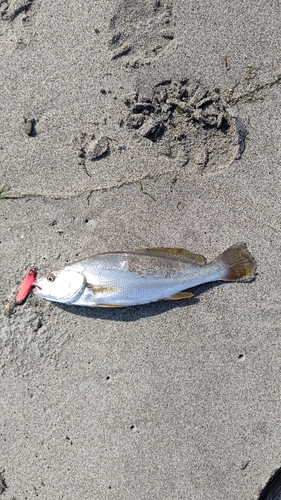 ニベの釣果