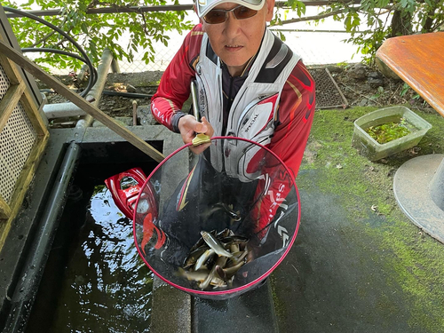 アユの釣果