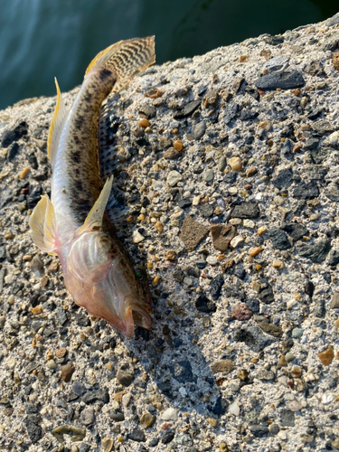 ハゼの釣果