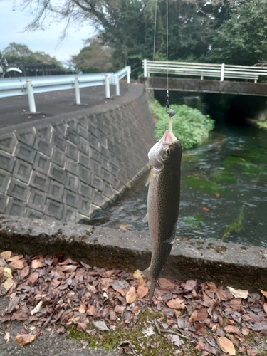 ニジマスの釣果