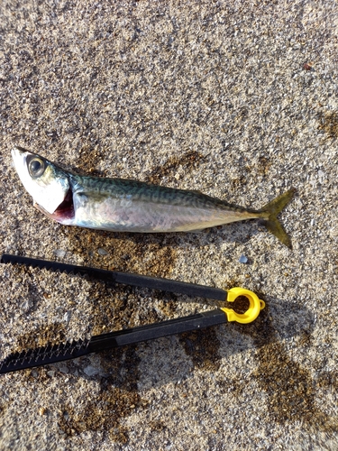 サバの釣果