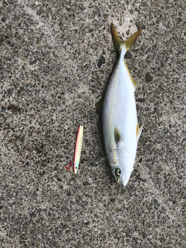 ツバスの釣果