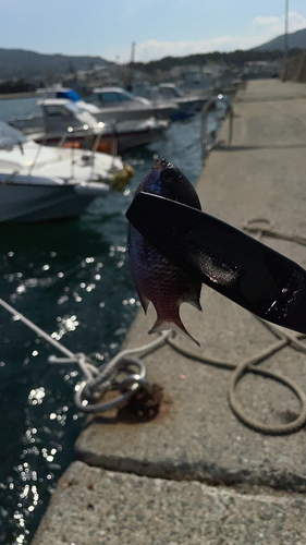 スズメダイの釣果