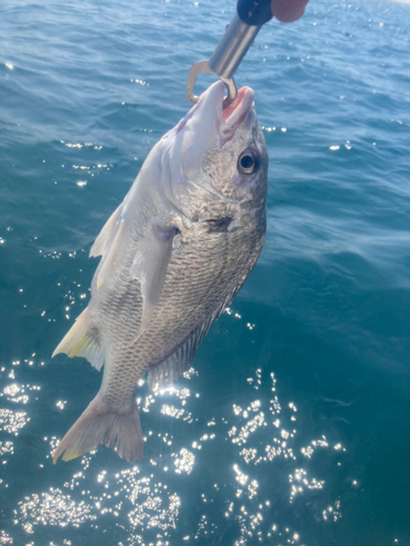 タイの釣果