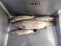レインボートラウトの釣果