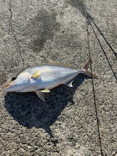 シオの釣果