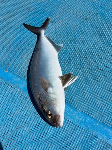 カンパチの釣果