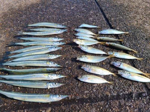 サヨリの釣果