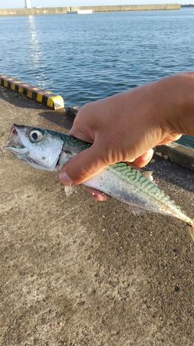 サバの釣果