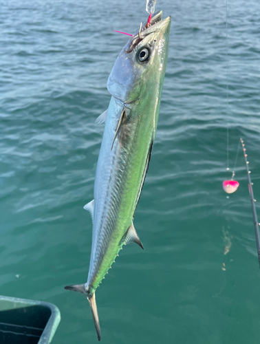 サゴシの釣果