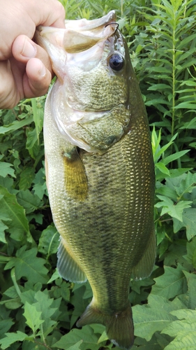 ラージマウスバスの釣果