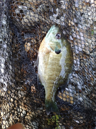 ブルーギルの釣果