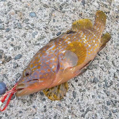 アコウの釣果